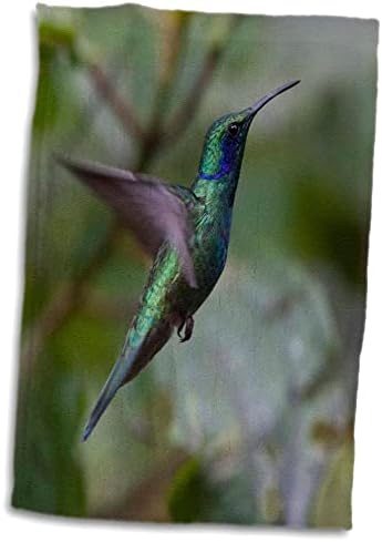 3dRose Yeşil Menekşe kulaklı Sinek Kuşu. Monteverde. Kosta Rika. Merkezi. - Havlular (twl-206797-3)