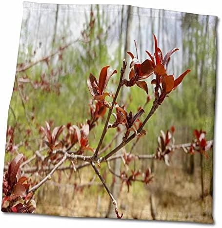 3dRose TDSwhite - İlkbahar Mevsimlik Doğa Fotoğrafları-İlk Bahar Tomurcukları-Havlular (twl-284259-3)