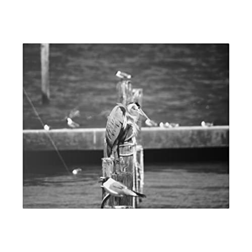 Marinada bir Yazı üzerine Siyah Beyaz Balıkçıl 16x20 Mat Tuval Gerilmiş Çerçeveli Asmaya Hazır Orijinal Fotoğraf Fairhope